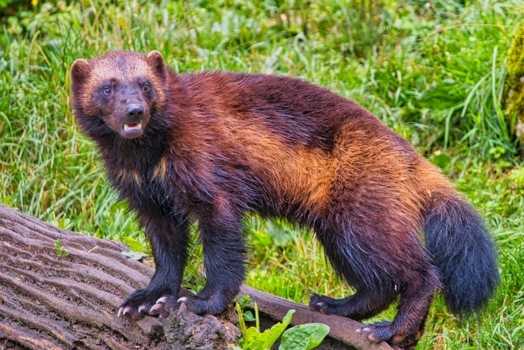 Carcaju Wolverine